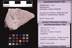 Foto (Objekt + Etiketten) von Gastrosacus sp. (NHMW-GEO-1990-0041-0210)